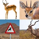 8-buchstaben-antwort-antilope