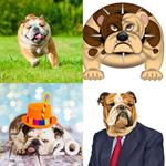 9-buchstaben-antwort-bulldogge