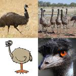 3-buchstaben-antwort-emu