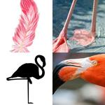 8-buchstaben-antwort-flamingo