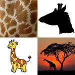 7-buchstaben-antwort-giraffe