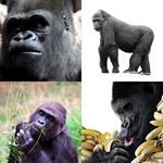 7-buchstaben-antwort-gorilla
