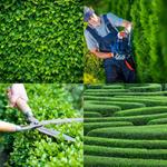 5-buchstaben-antwort-hecke