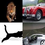 6-buchstaben-antwort-jaguar