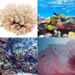 7-buchstaben-antwort-koralle