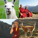 4-buchstaben-antwort-lama