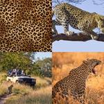 7-buchstaben-antwort-leopard
