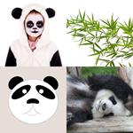 5-buchstaben-antwort-panda